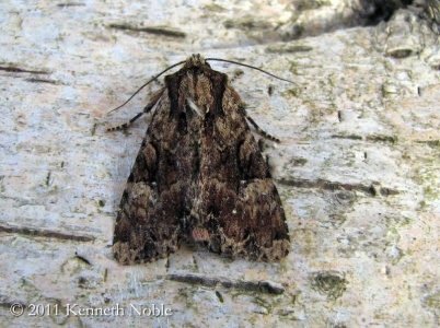 clouded brindle (Apamea epomidion) Kenneth Noble